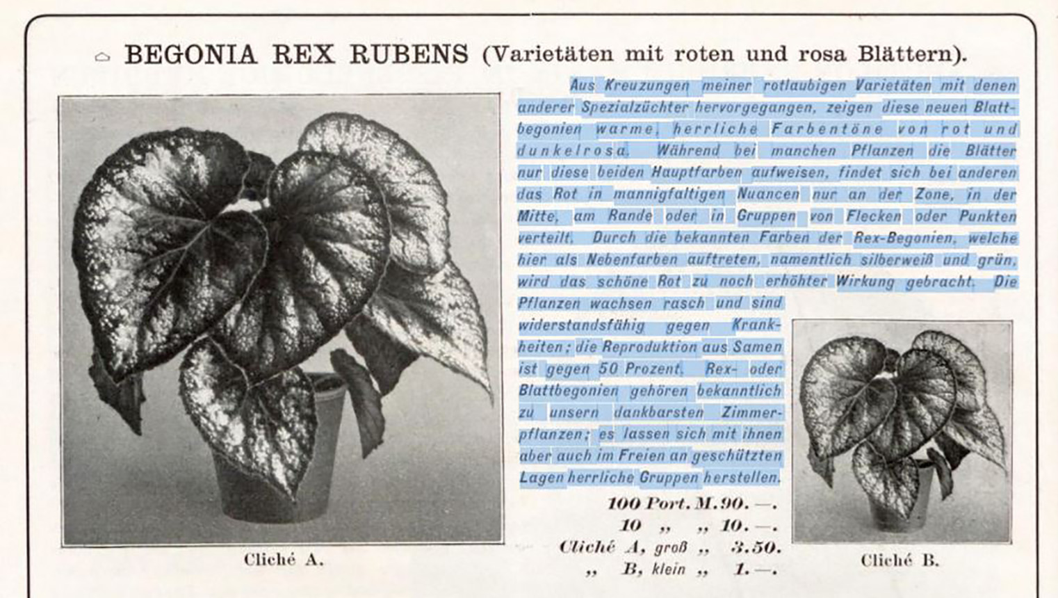 B. ‘Rubens’